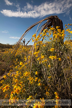 Mcdowell Sonoran Preserve (No. 292)