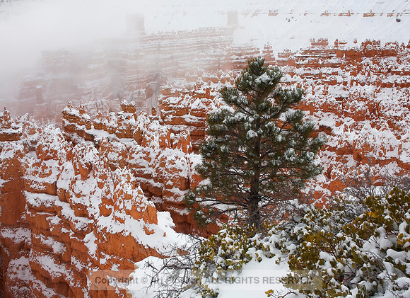 Bryce Canyon and Fog No. 239