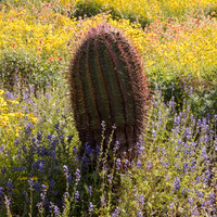 Compass Barrel Cactus, Lake Pleasant