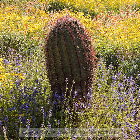 Compass Barrel Cactus, Lake Pleasant