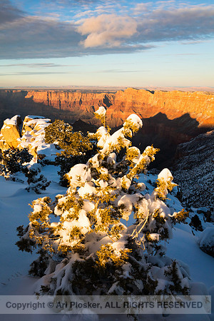 Winter View from Lipan Point (no. 821)
