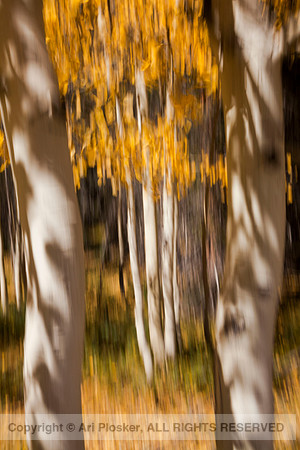 Aspen Painting No. 482
