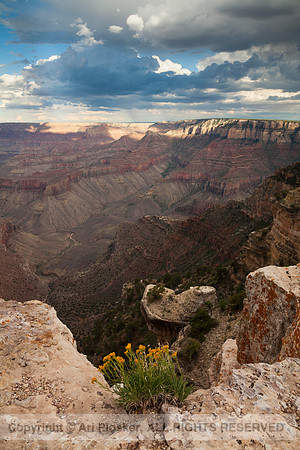 View From Shoshone Point (No. 451)