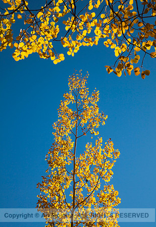 Aspens (No. 490)